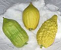 Three varieties of etrogim (Citrus medica acceptable for Jewish ritual use) that are all true non-hybrid citrons