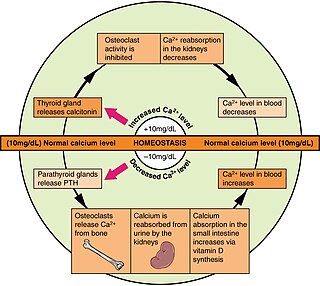 <span class="mw-page-title-main">Calcium metabolism</span> Movement and regulation of calcium ions in and out of the body