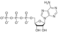 Estructura quimica de l'adenosina trifosfat