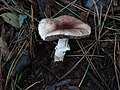 Agaricus porphyrizon