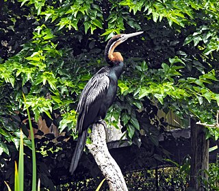 <span class="mw-page-title-main">Darter</span> Family of birds