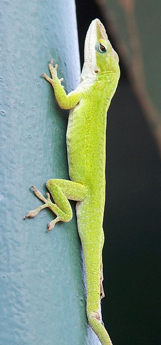 <i>Anolis</i> Genus of lizards