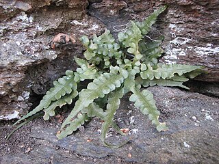 <i>Asplenium pinnatifidum</i> Species of fern