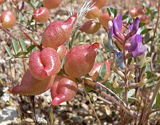 <i>Astragalus lentiginosus</i> Species of flowering plant in the milkvetch genus