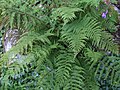 Athyrium distentifolium