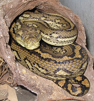 <i>Morelia spilota</i> Species of snake