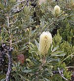 Banksia aemula à Wybung Head, aux Tuggerah Lakes.