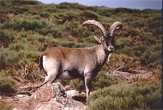 <span class="mw-page-title-main">Western Spanish ibex</span> Subspecies of mammal