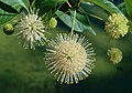 Cephalanthus occidentalis