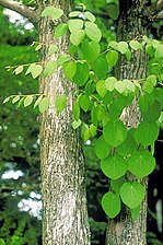 Cercidiphyllum japonicum.jpg