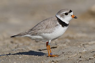 <span class="mw-page-title-main">Gruimorphae</span> Clade of birds