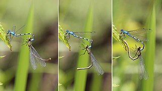 Common blue damselflies (Enallagma cyathigerum) mating composite