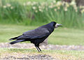 Roek (Corvus frugilegus)