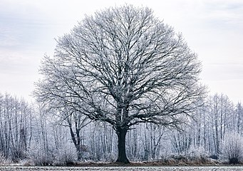 Dülmen, Kirchspiel, Dernekamp, Baum (2021)