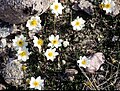 Flowering Mountain Avens (Dryas integrifolia)