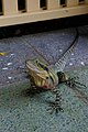 Eastern water dragon at Brisbane Botanic Gardens