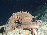 Enteroctopus dofleini