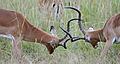 41 Commons:Picture of the Year/2011/R1/Fighting impalas edit2.jpg