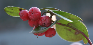 <span class="mw-page-title-main">Wintergreen</span> Small shrub in the Heath family