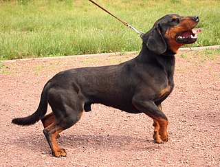 <span class="mw-page-title-main">Slovenský kopov</span> Dog breed