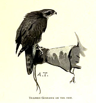 <span class="mw-page-title-main">Falconry</span> Hunting with a trained bird of prey