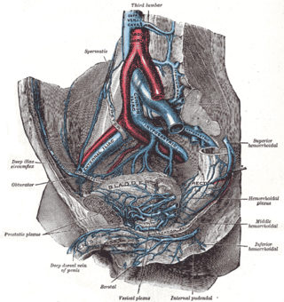 <span class="mw-page-title-main">Lumbar arteries</span> Arteries within the lower back