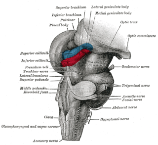 <span class="mw-page-title-main">Lateral geniculate nucleus</span> Component of the visual system in the brains thalamus