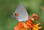 Strymon melinus (gray hairstreak) Adult, ventral view of wings.