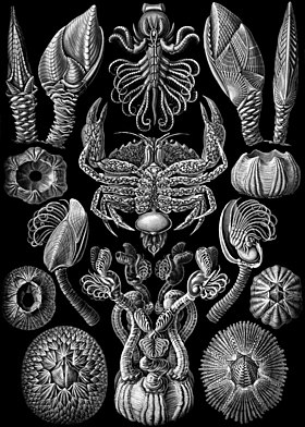 "Cirripedia" de Ernst Haeckel in Kunstformen der Natur (1904).