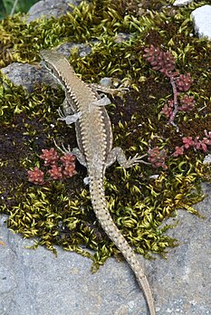 Un lézard en train de muer, photographié en Bourgogne, France. (définition réelle 1 071 × 1 600)