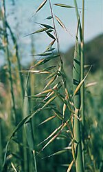 Vignette pour Avena strigosa