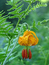 Tiger lily (Lilium columbianum)