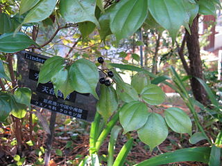 <i>Lindera aggregata</i> Species of flowering plant