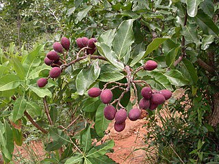 <span class="mw-page-title-main">Chrysobalanaceae</span> Family of flowering plants