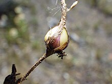 Corm of Melica spectabilis, purple oniongrass Melica spectabilis (9373155314).jpg