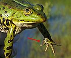 Pelophylax esculentus (Brunstschwiele beim Teichfrosch) [D]