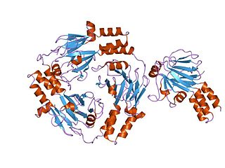 <span class="mw-page-title-main">Mothers against decapentaplegic homolog 5</span> Protein-coding gene in the species Homo sapiens