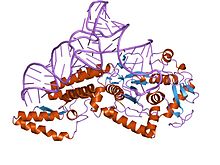 PDB 1u0b EBI.jpg