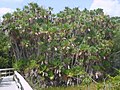 Palmiers des sables (Sabal Palms).