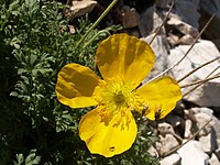 Papaver alpinum