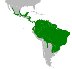 Distribuição de P. cayana em verde