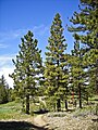 Pinus jeffreyi, California