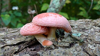 Rhodotus palmatus