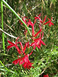 Scarlet lobelia