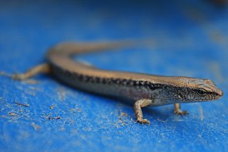 <i>Scincella reevesii</i> Species of lizard