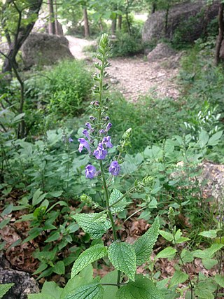 <i>Scutellaria ovata</i> Species of flowering plant