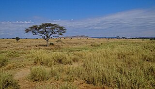 <span class="mw-page-title-main">Serengeti National Park</span> National park in Mara and Simiyu Regions, Tanzania