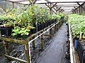 Thumbnail for Redwood Creek Native Plant Nursery