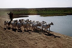 Egy férfi kecskenyájjal közép-Szomáliában