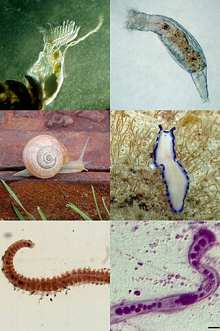 <span class="mw-page-title-main">Spiralia</span> Clade of protosomes with spiral cleavage during early development